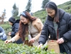 踏青三月间 与茶共相约 五冶医院工会举办庆“三八”妇女节采茶活动